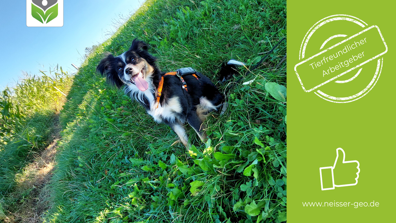 Bürohund Carlos Neisser