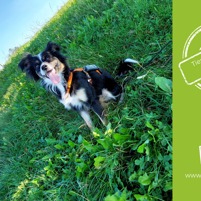 Bürohund Carlos Neisser Bürohund Carlos Neisser