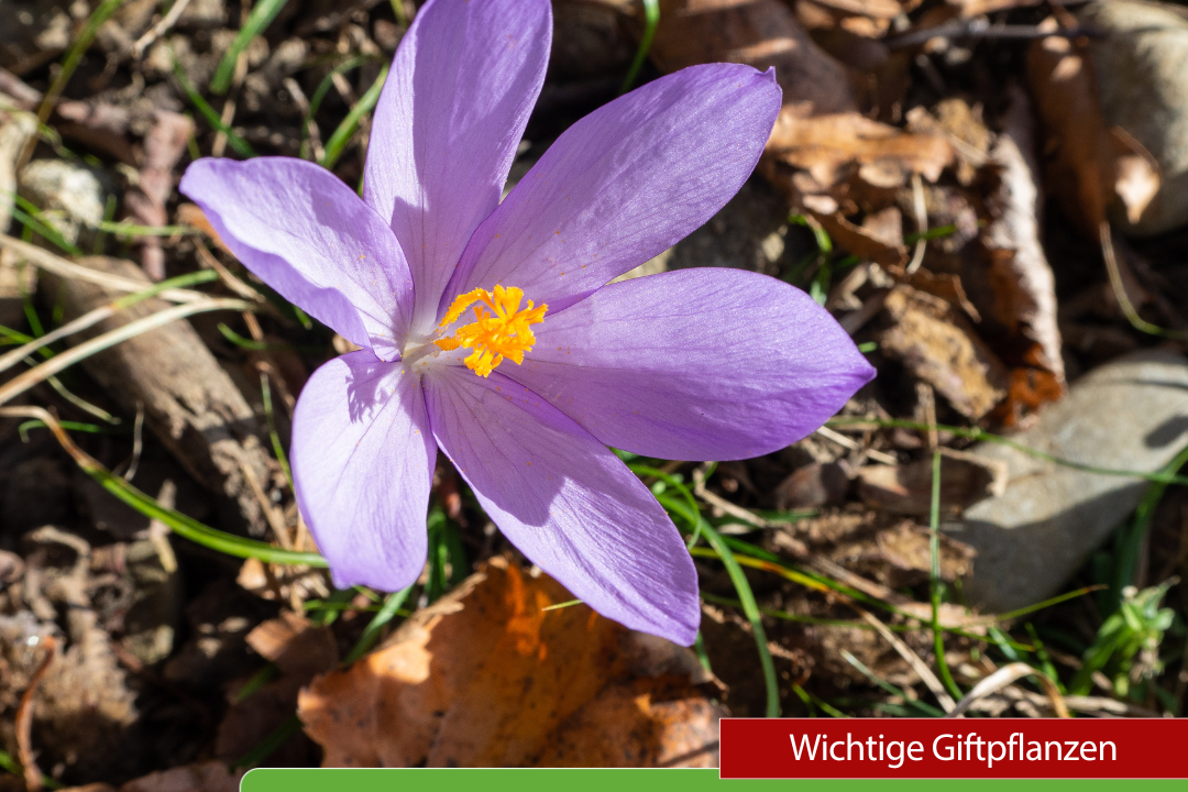 Neisser - Wichtige Giftpflanzen - Herbstzeitlose
