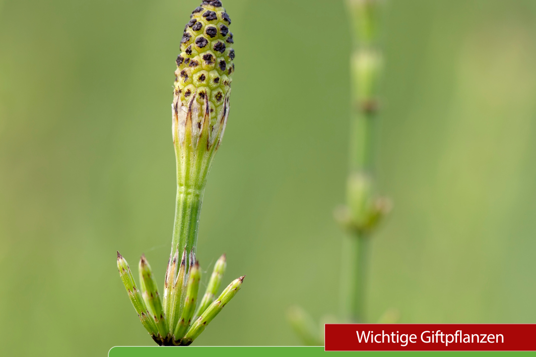 Heimische Giftpflanzen - Sumpfschachtelhalm