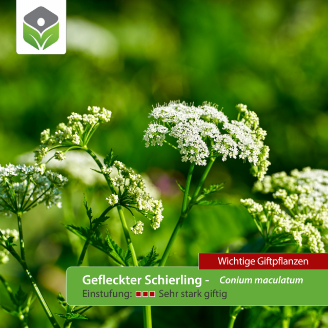 Neisser Geo - Wichtige Giftpflanzen - Gefleckter Schierling Neisser Geo - Wichtige Giftpflanzen - Gefleckter Schierling